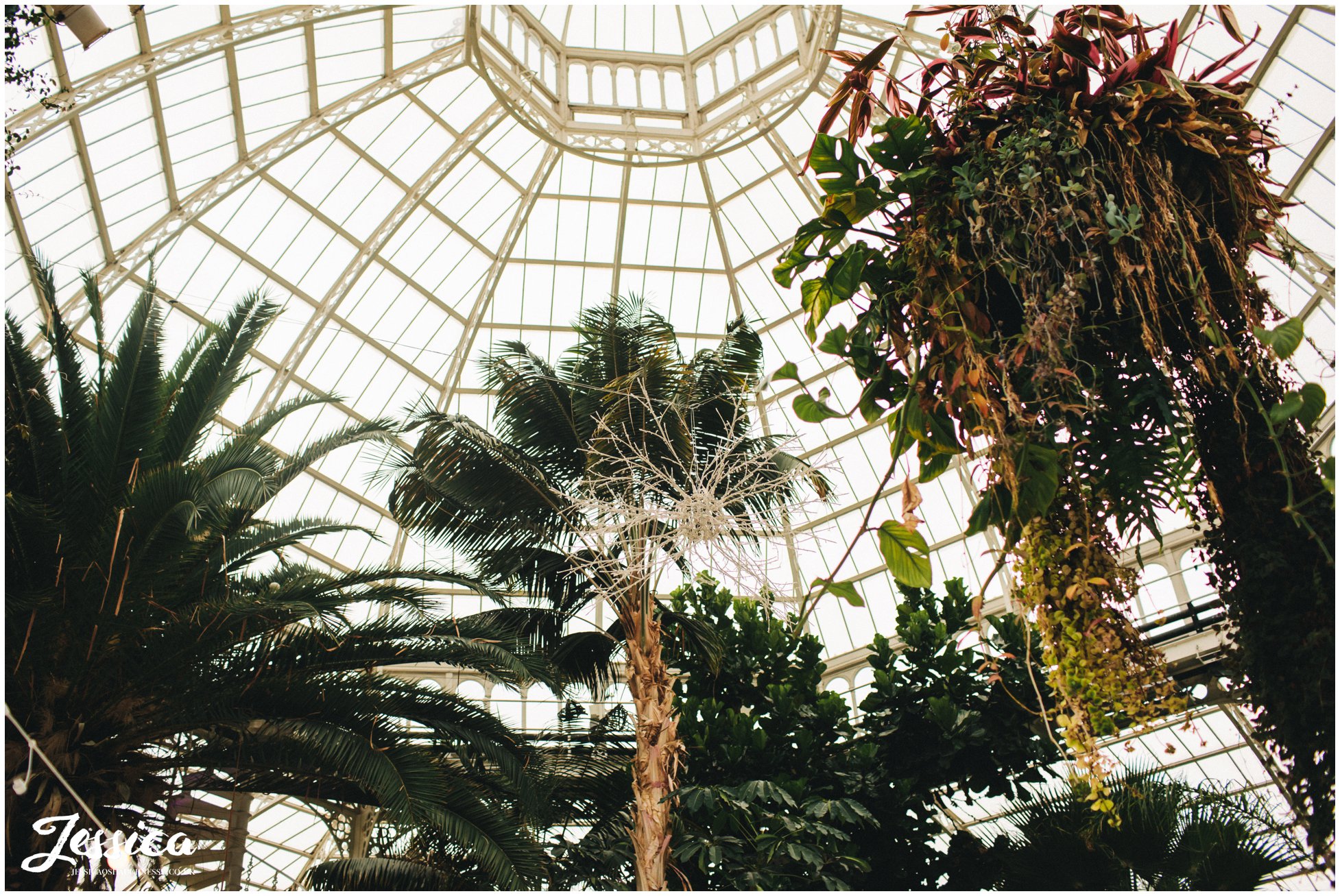trees decorate sefton palm house in liverpool