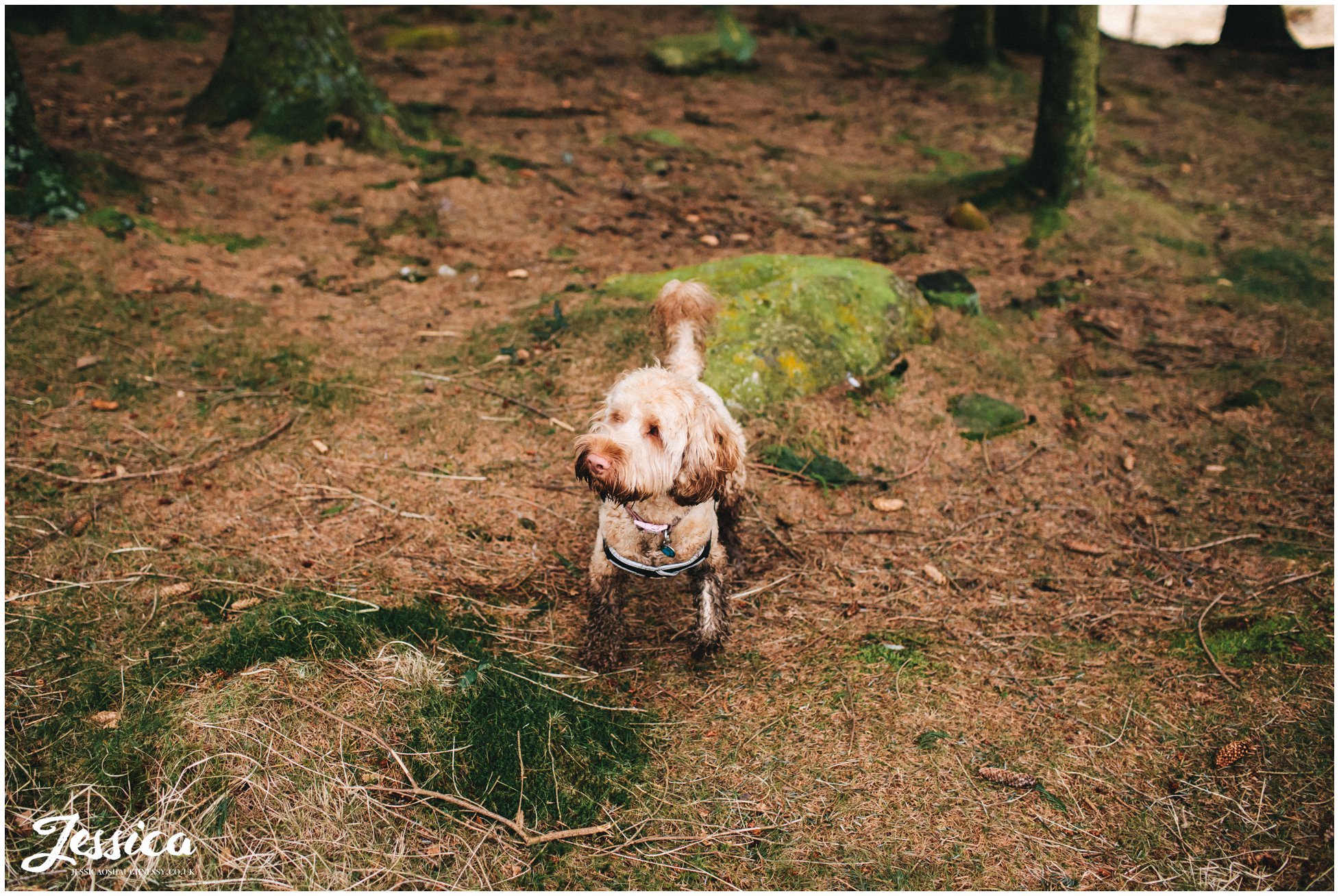 puppy joins couple on their engagement shoot