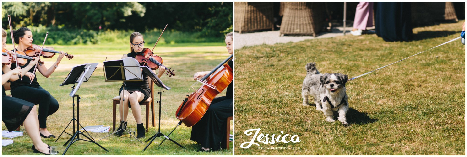 violinists play to the wedding guests in the sunshine