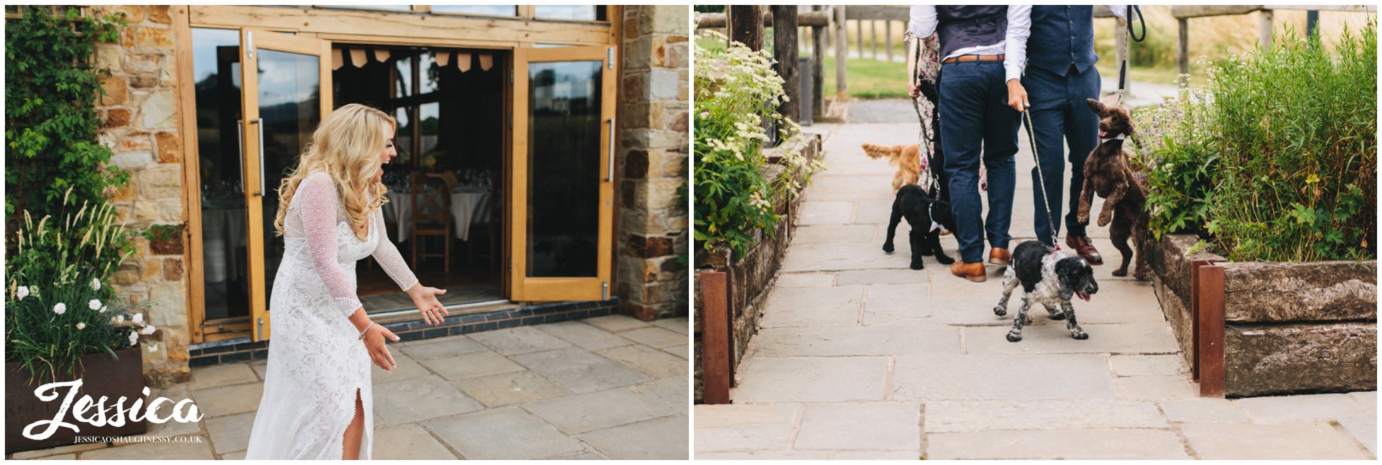 dogs run towards the excited bride