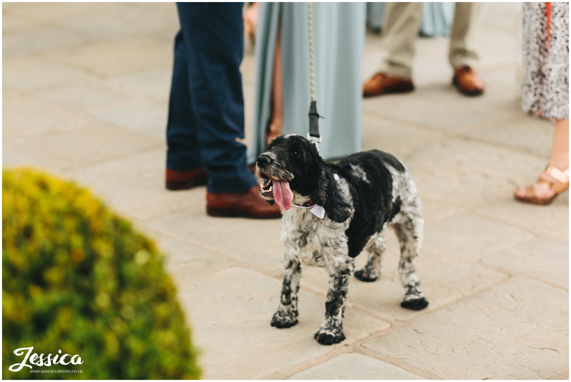 cocker spaniel with his tongue out