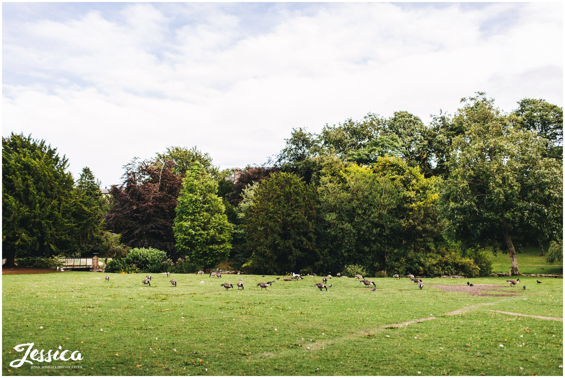 ducks in buxton pavilion gardens, derbyshire