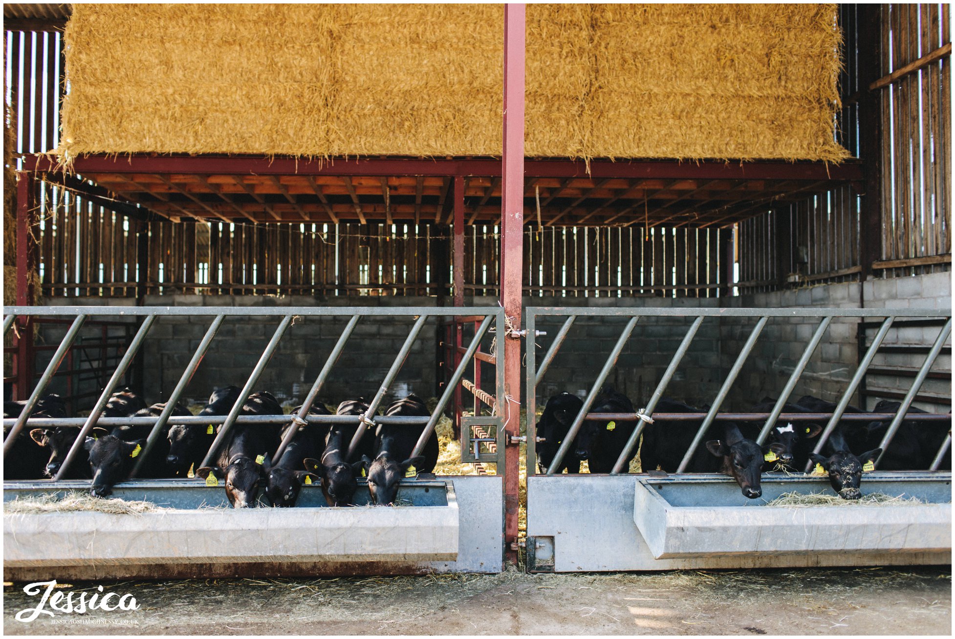 cows at a diy farm wedding in cheshire