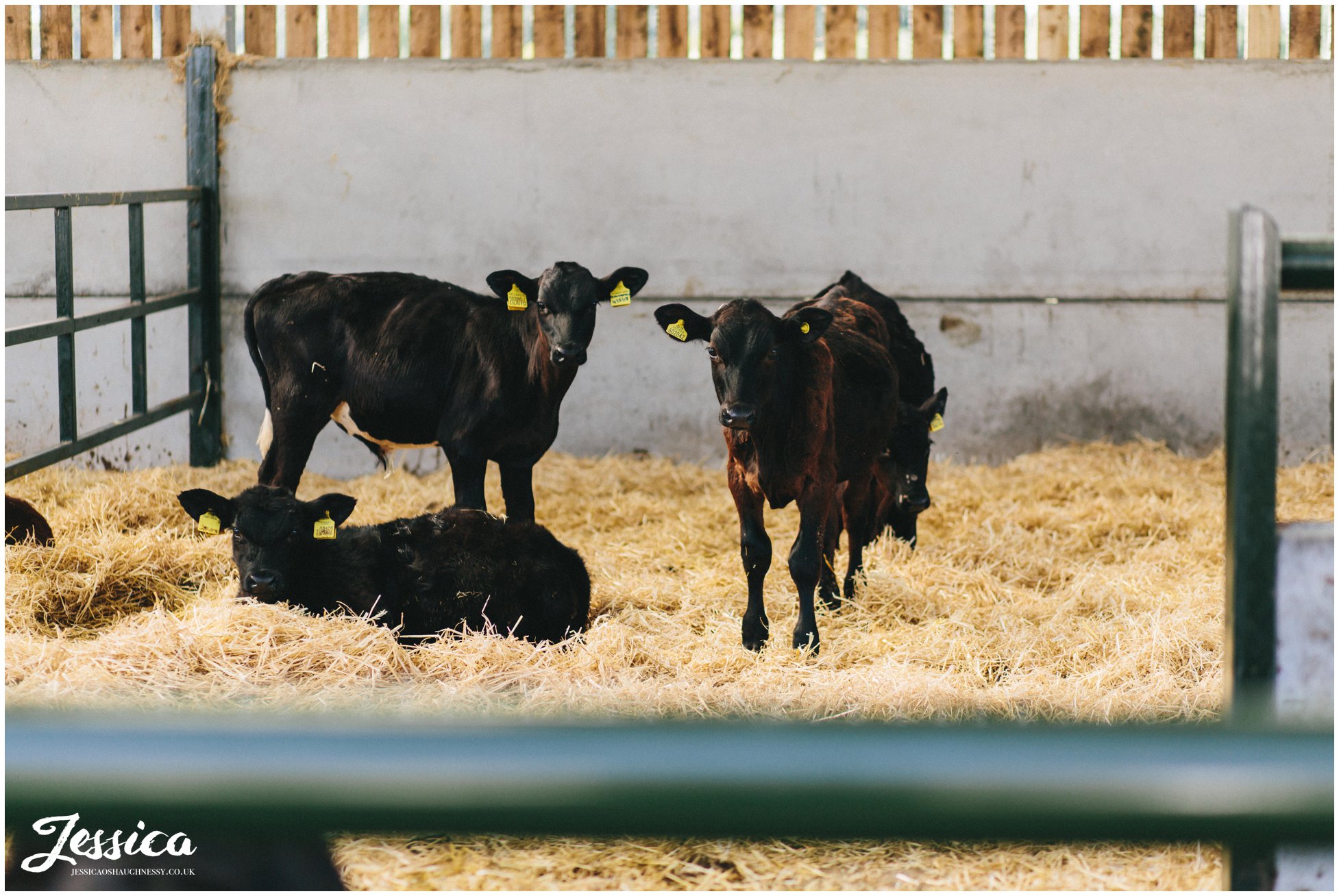 cows at the diy farm wedding in nantwich, cheshire