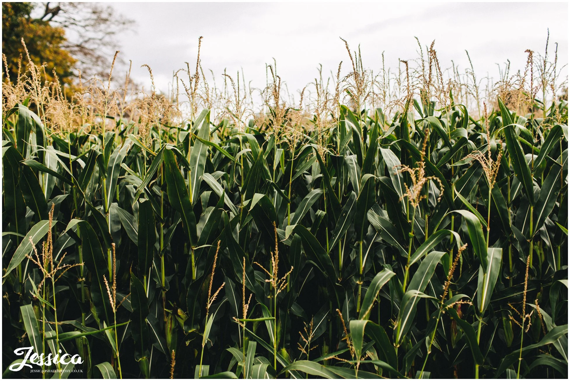 cornfields line the entrance to Llanrhaeadr Springs