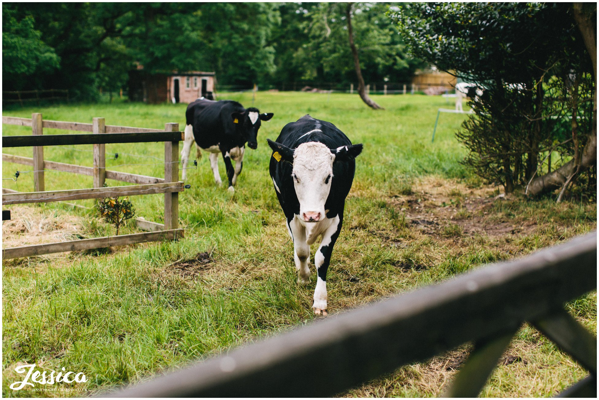 cows are kept at the wirral wedding venue