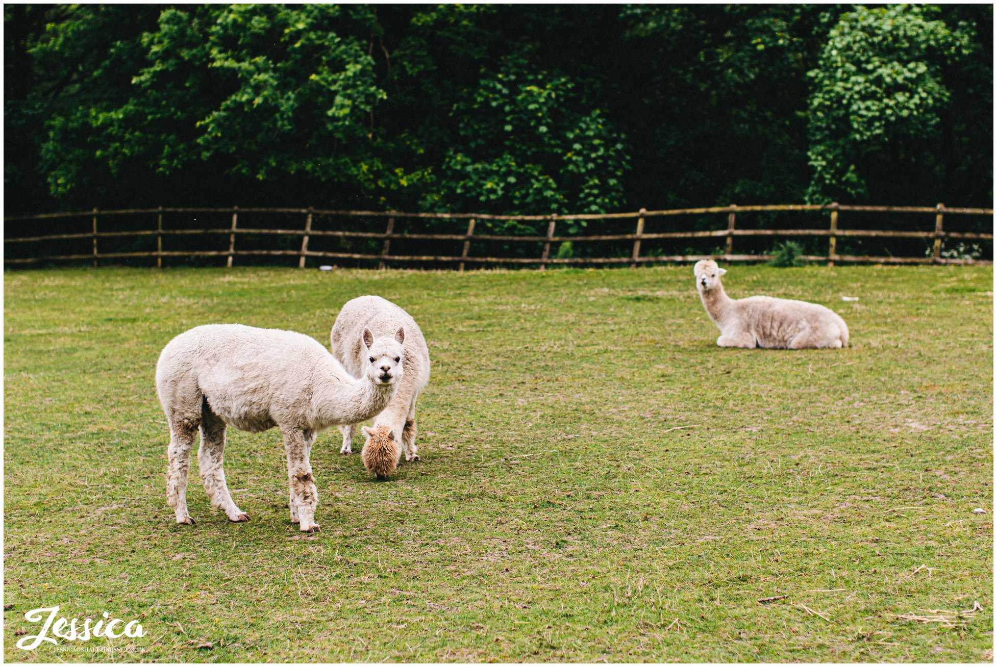 alpacas are kept at mere brook house on the wirral