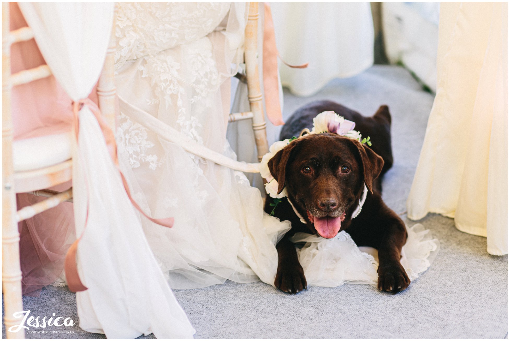 dog lies down at the brides feet during the speeches