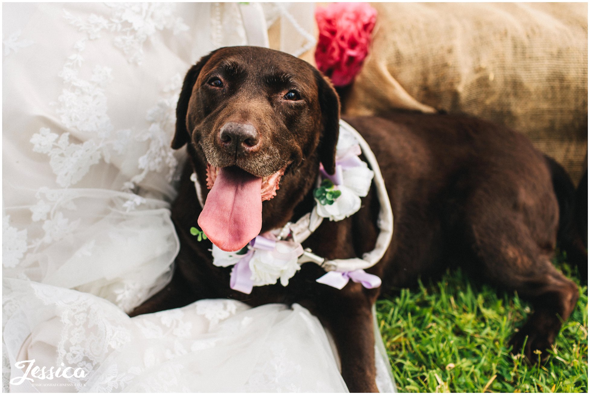brides dog lies on her dress in the sun