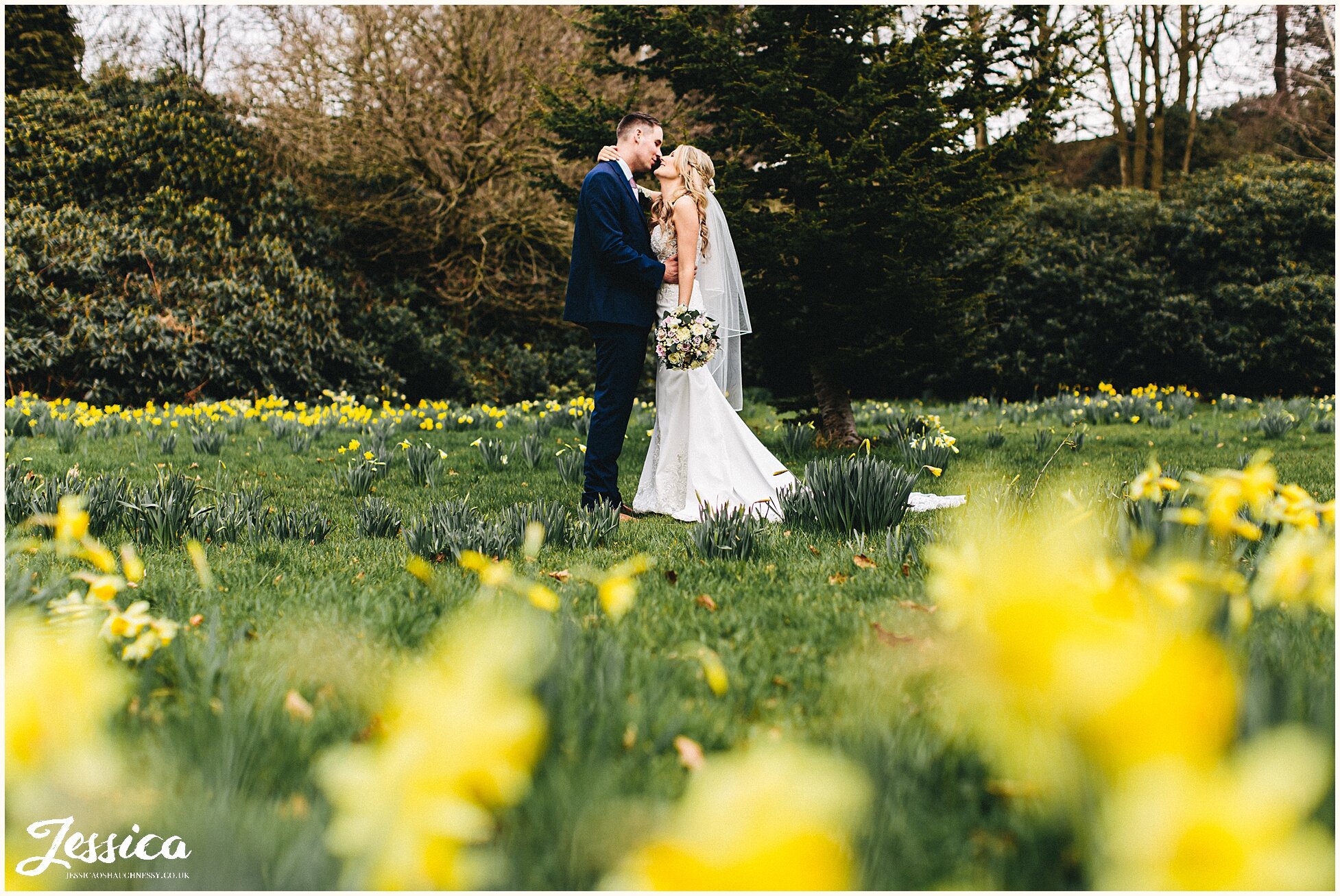 daffodils grow at Willington Hall for the spring wedding