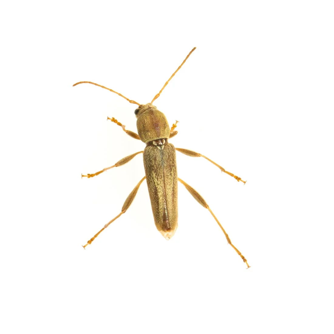 Pezzillo_Field Studio-4.jpg