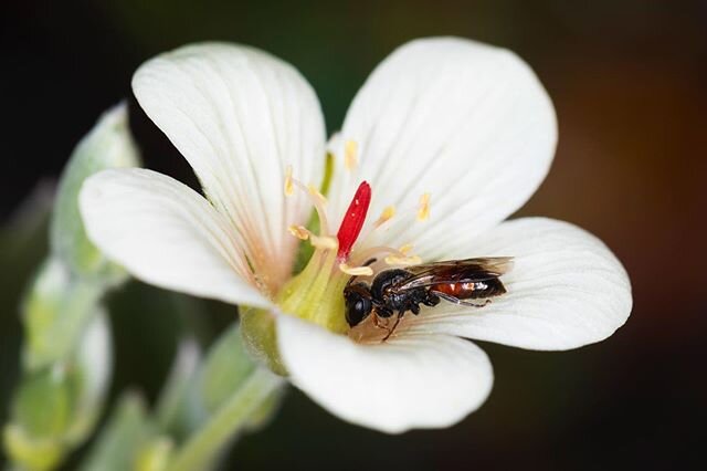 Hylaeus volatilis on a Geranium cuneatum. Once found on four of the main hawaiian islands, this hylaeus species has only recently been collected on Maui. Due to habitat loss and invasive predators, many of Hawai&rsquo;i&rsquo;s native bees have seen 