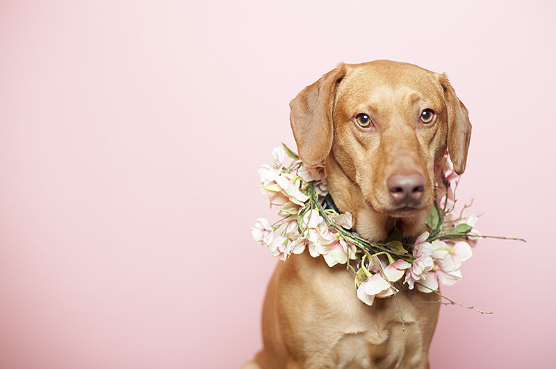 real talk // gone to the dogs