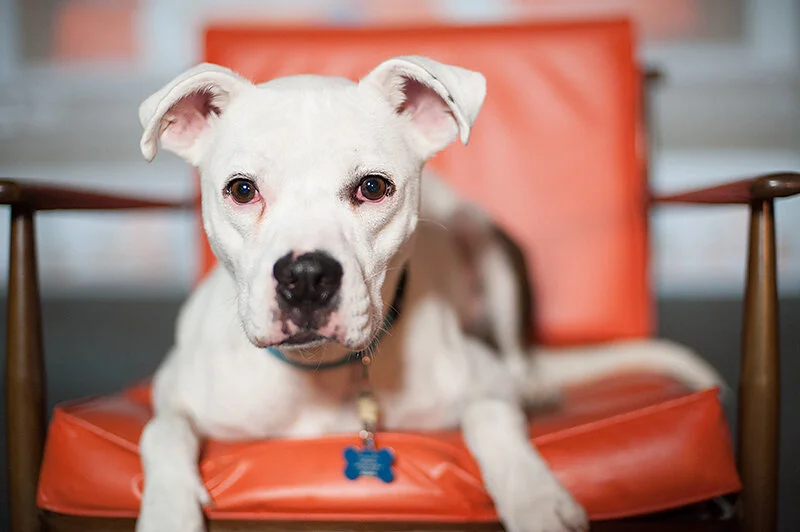 this is bridge. bridge needs a home.