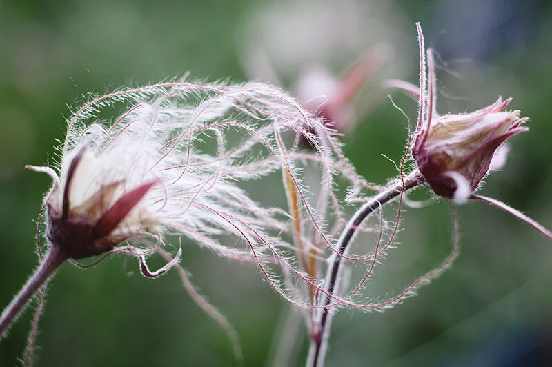 weird plants