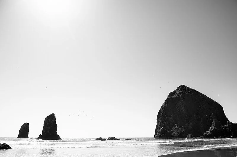 flocks at haystack