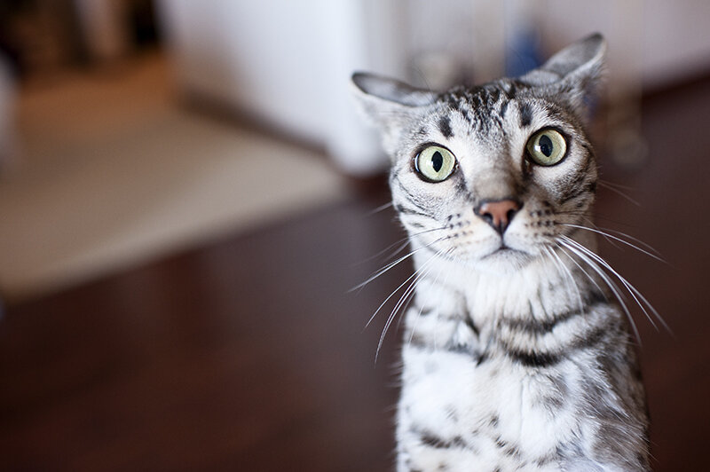 scaredy cat