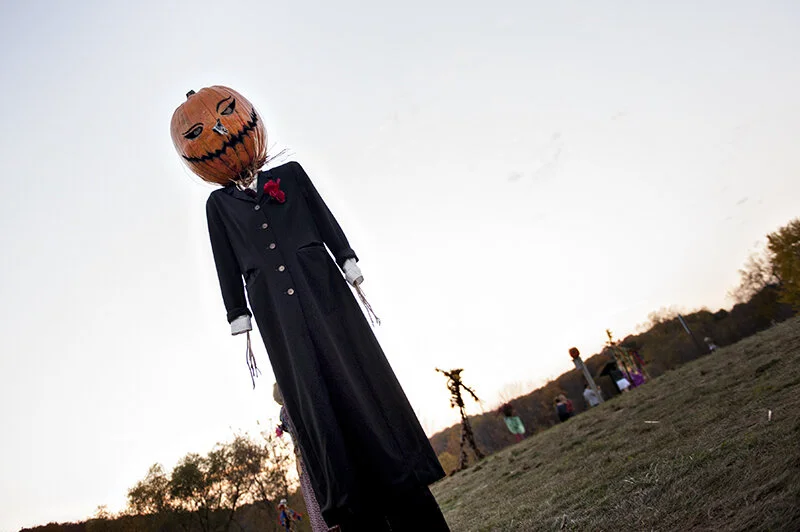 field of scarecrows