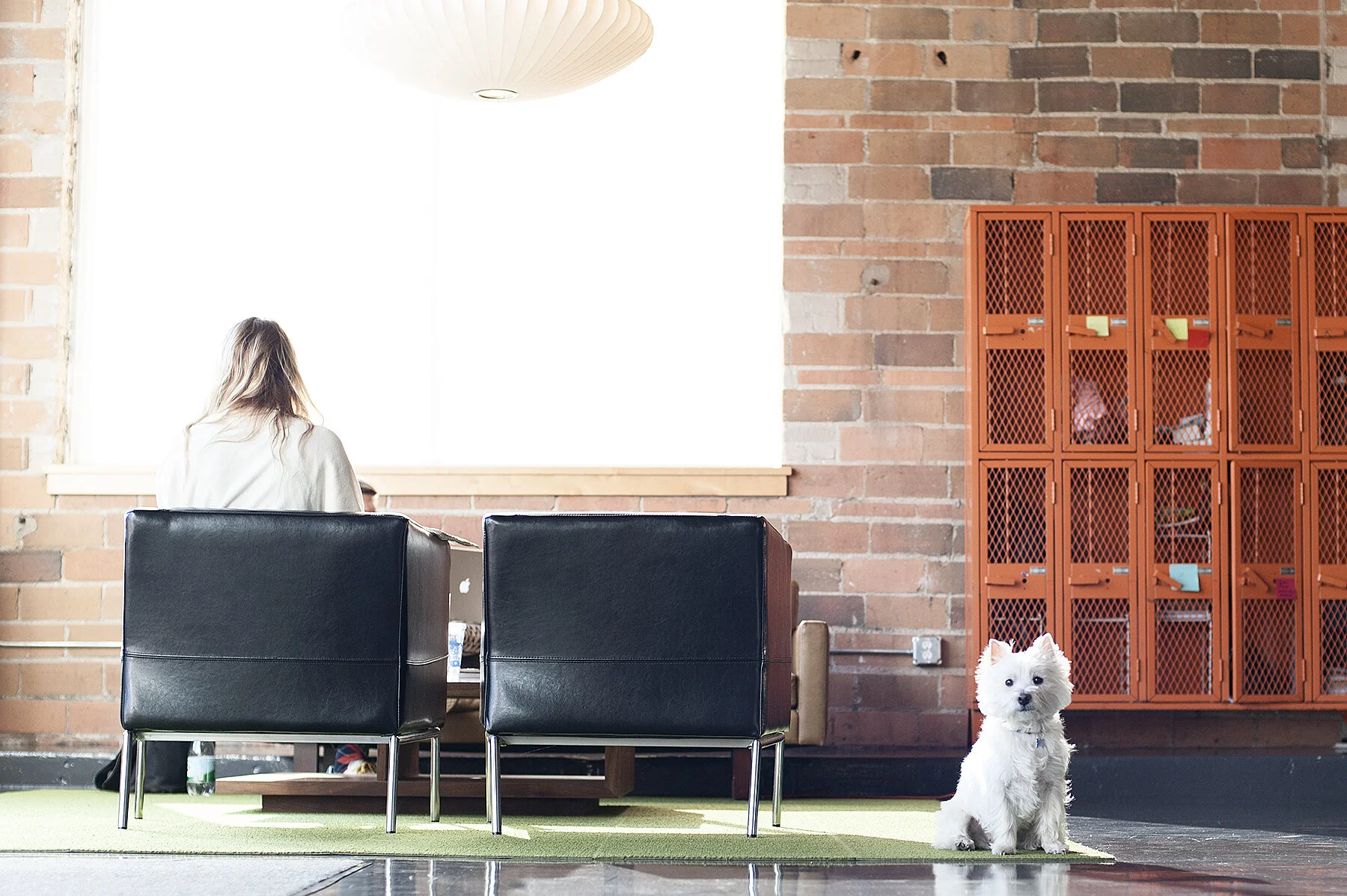 office pup