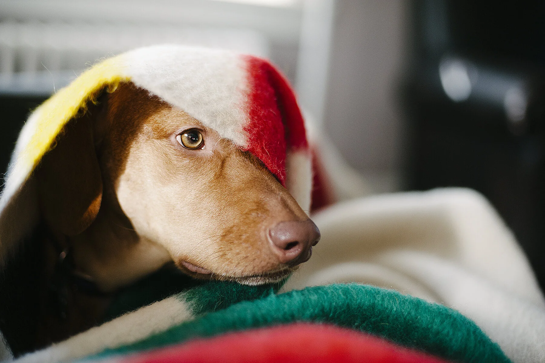 monday at the madhouse ~ our home, the petri dish