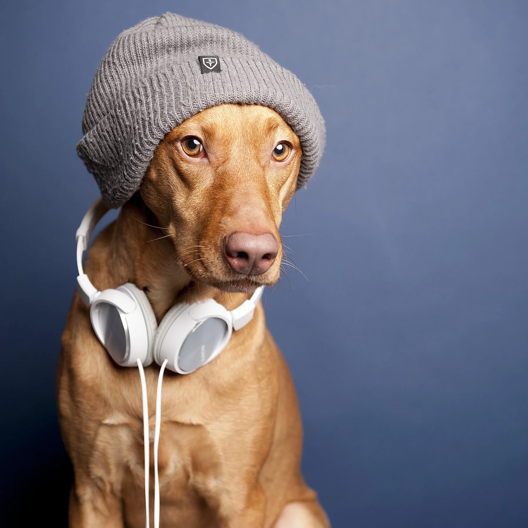 my dog is more hipster than yours