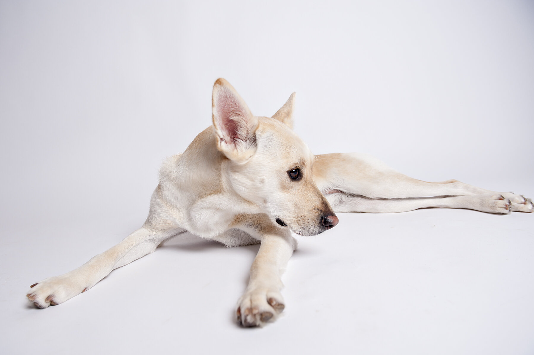 dogs, dogs and more dogs!