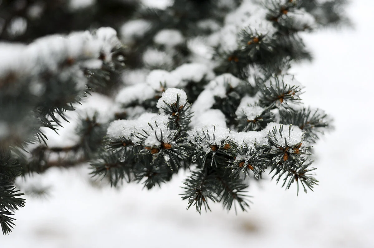 morning snow