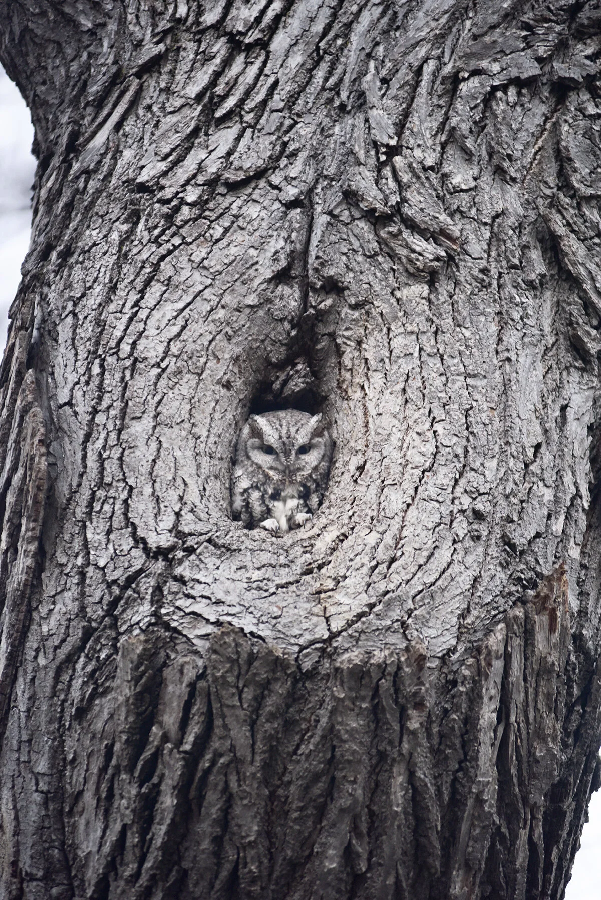 hoot