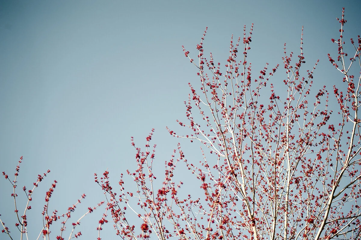 buds