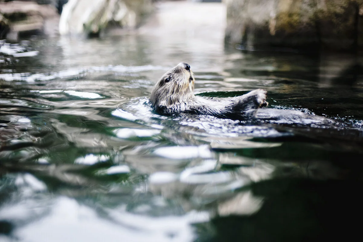 an otter for my buddy