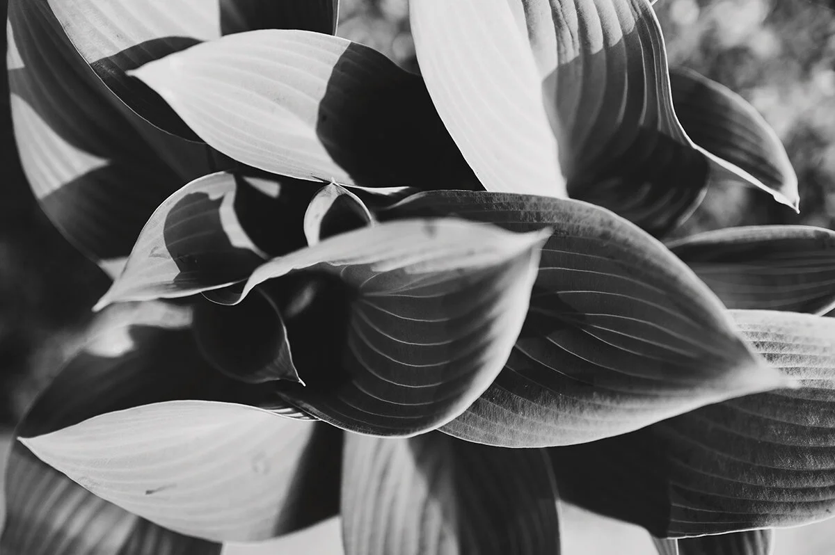 hostas