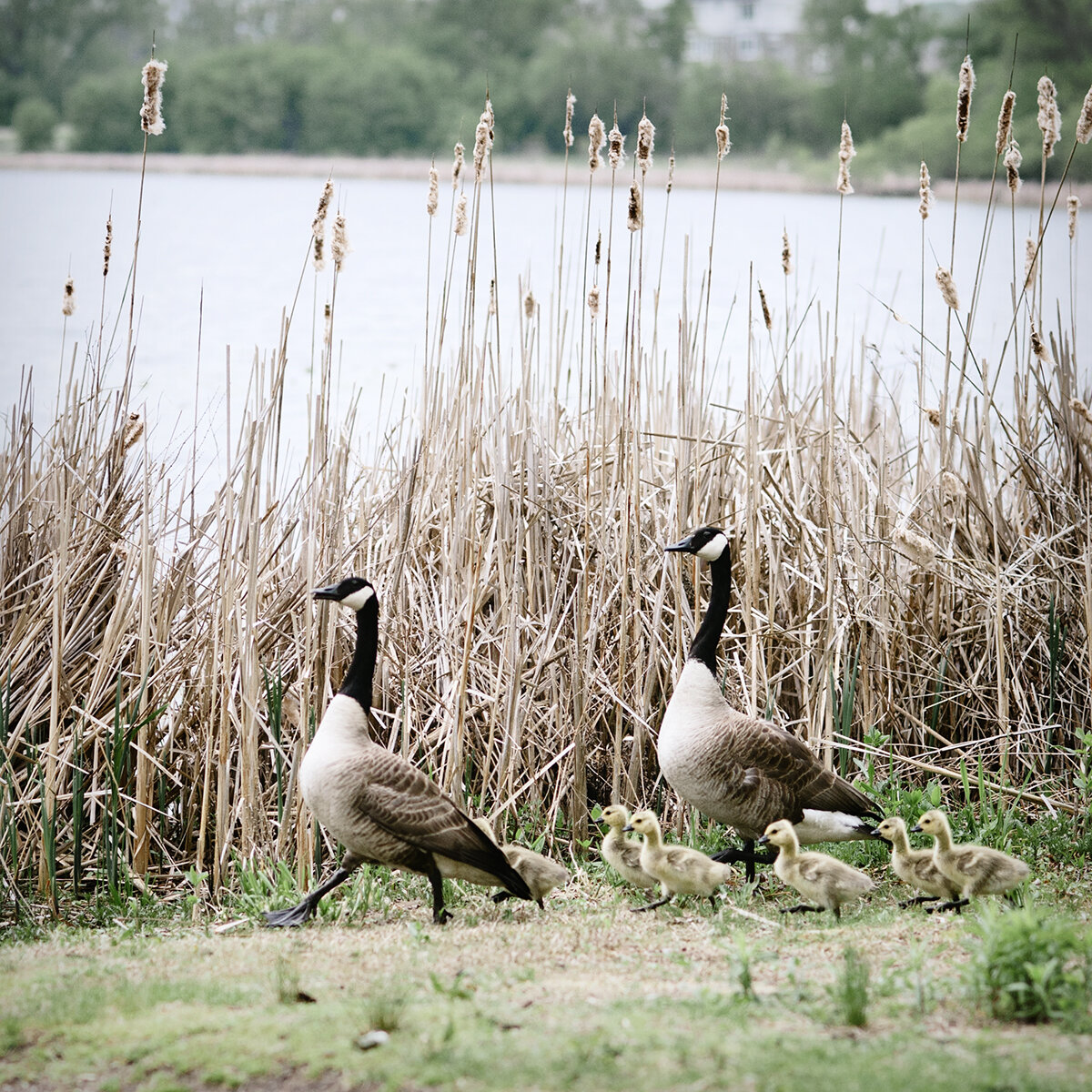 goslings. not the celebrity kind.