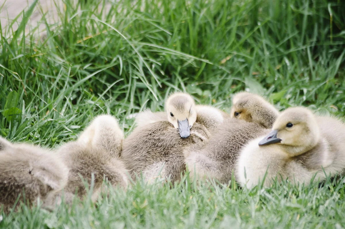 a different set of goslings
