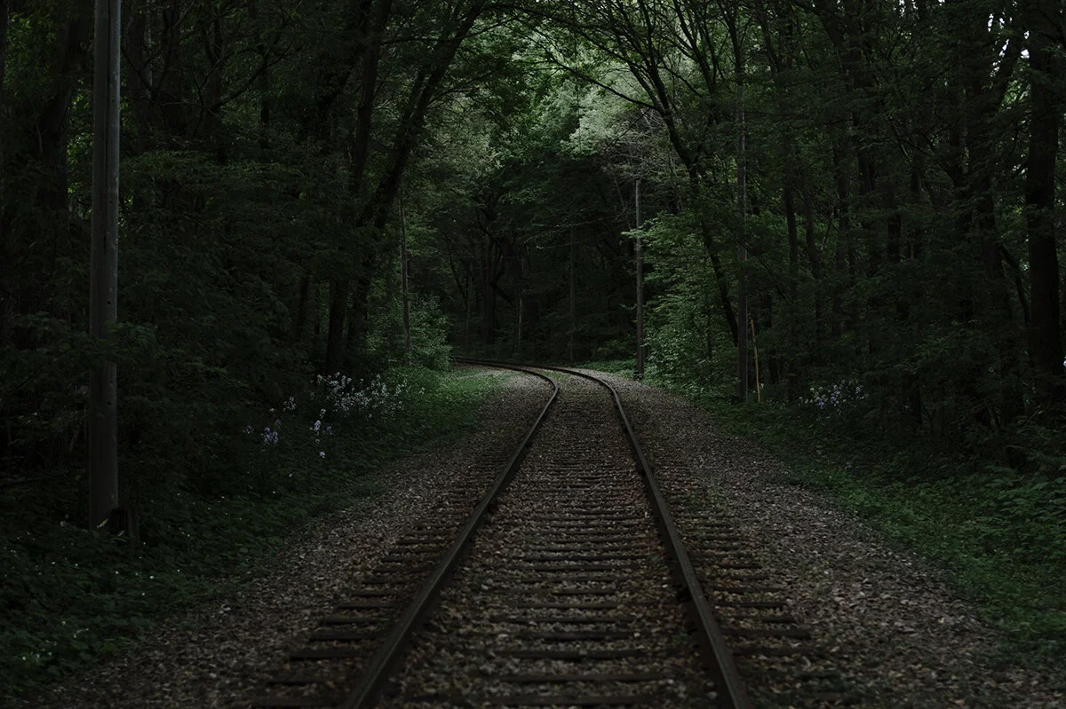 summer evenings in the woods