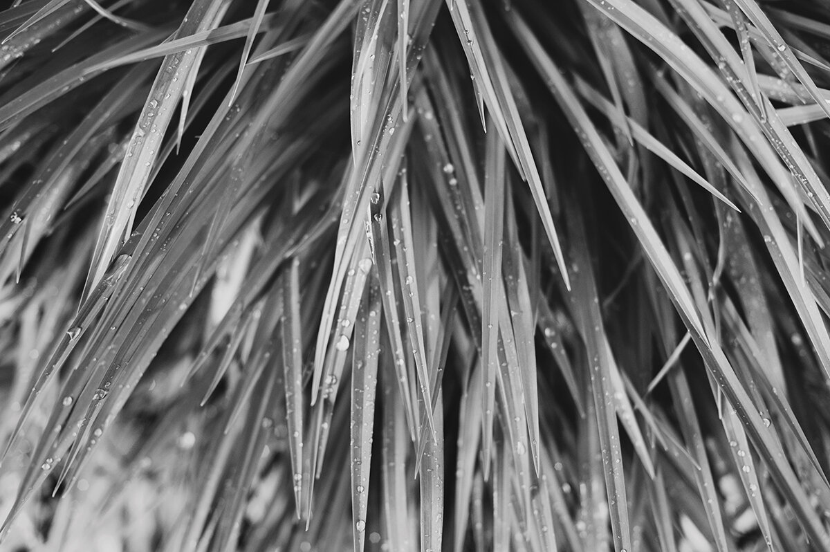 damp june mornings