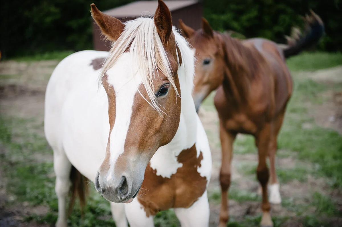 at the stables