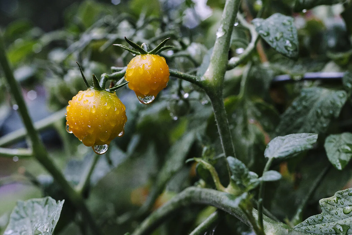 rainy and dark