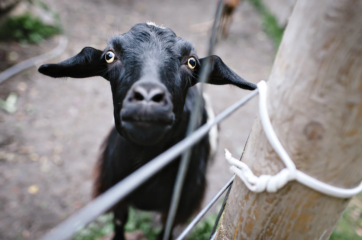 baaaa