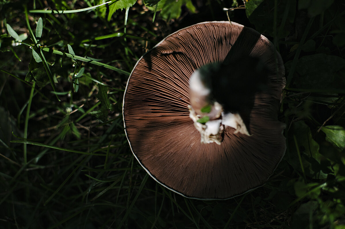 fungus among us