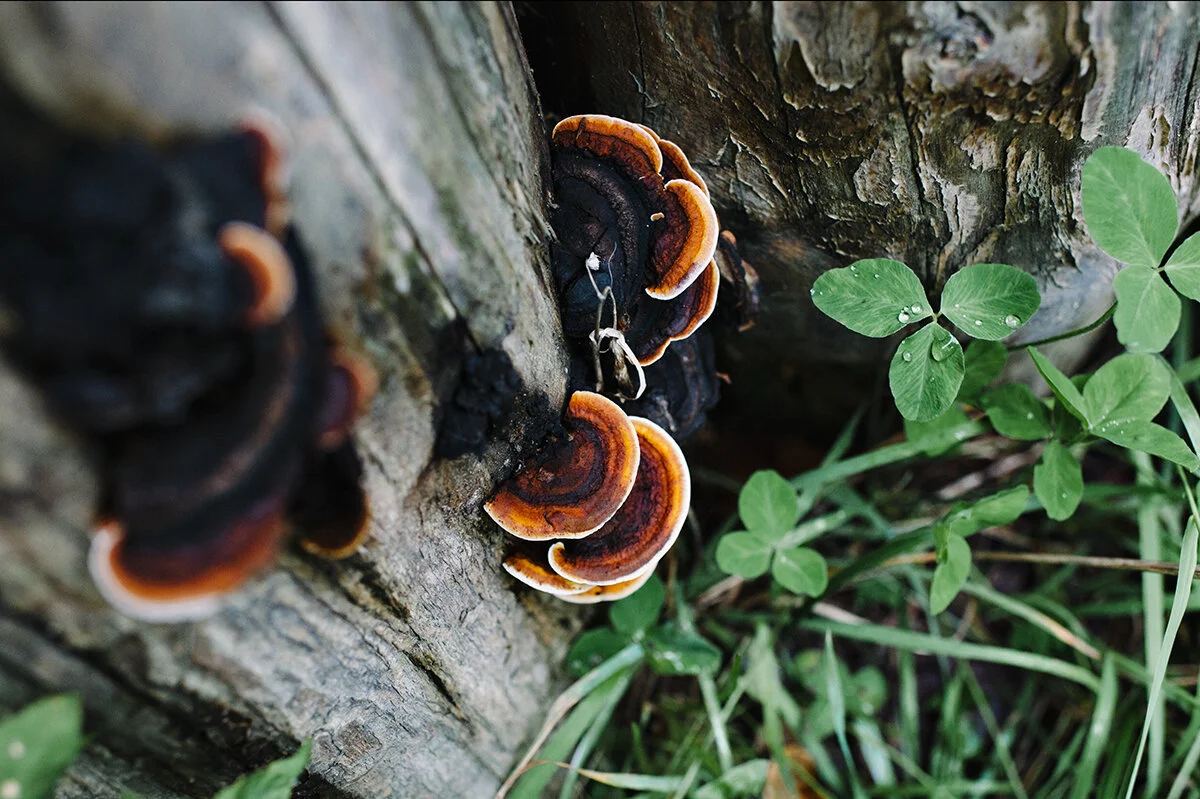more fungi
