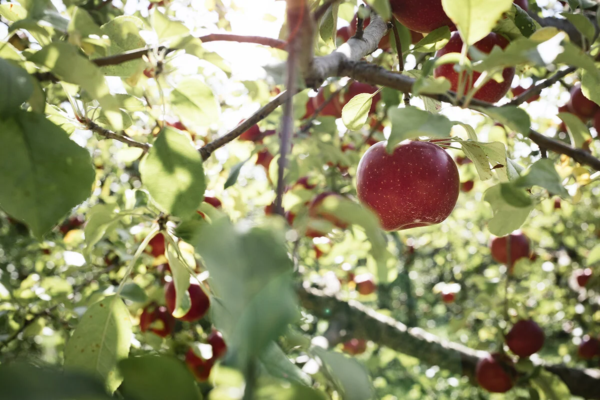 at the orchard