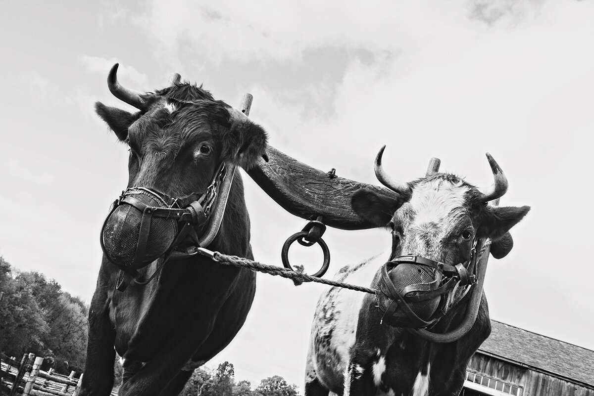 moo