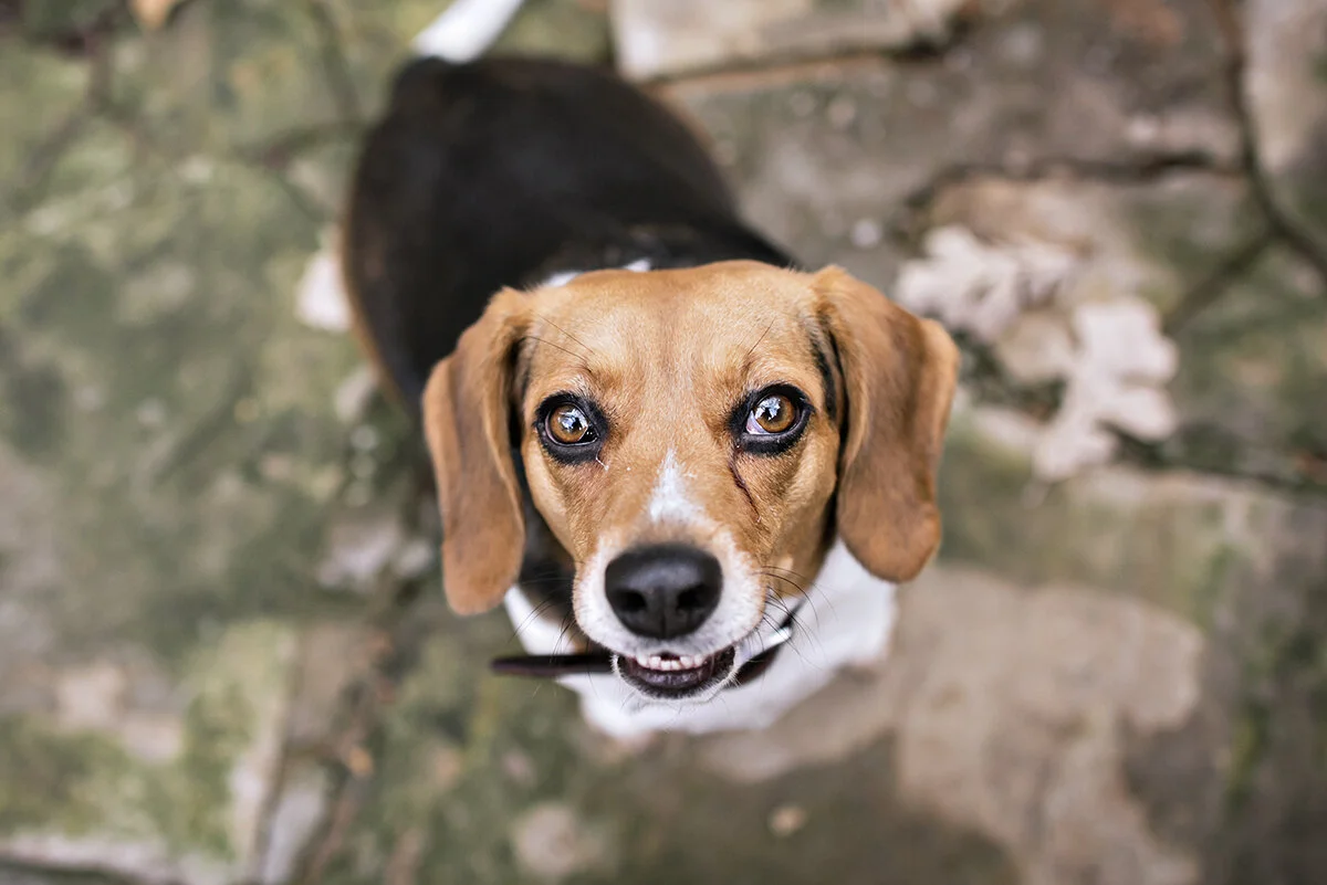 sweet dolly