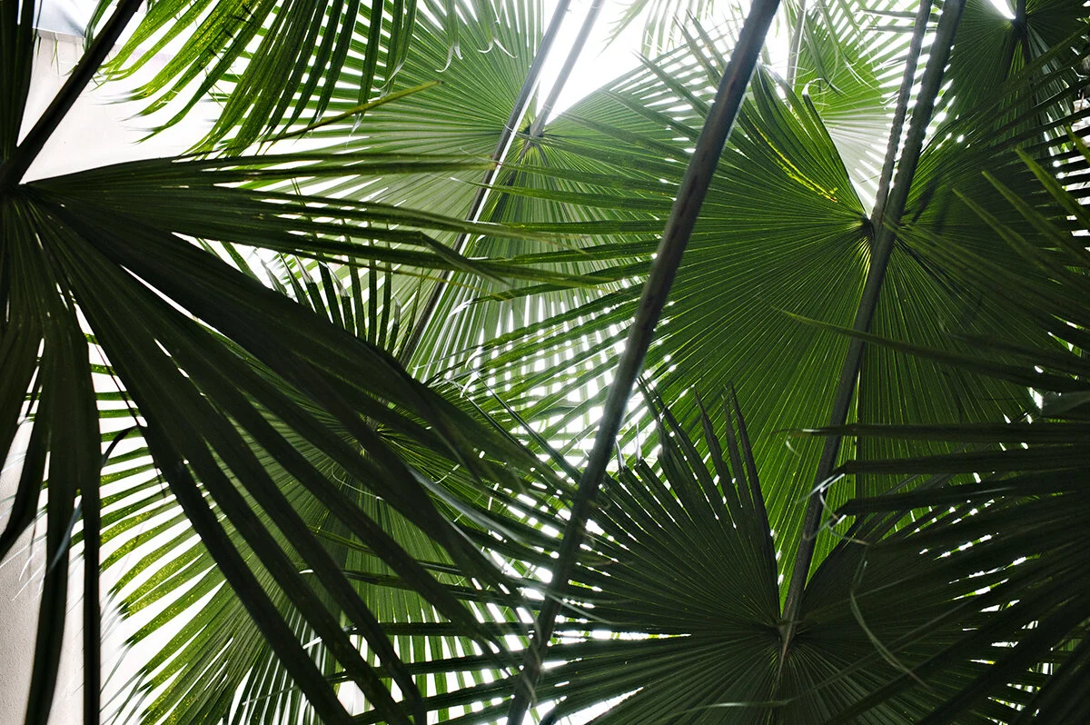 one more from that courtyard