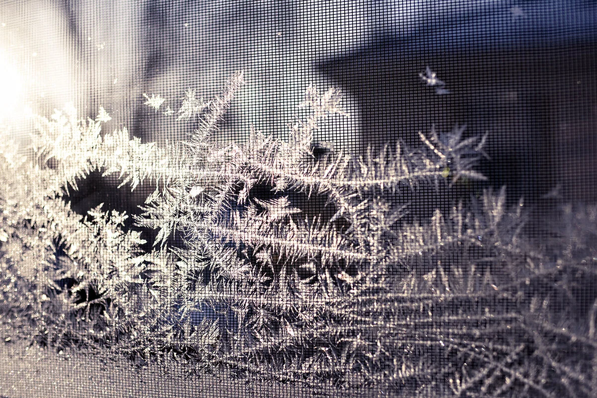 frosty
