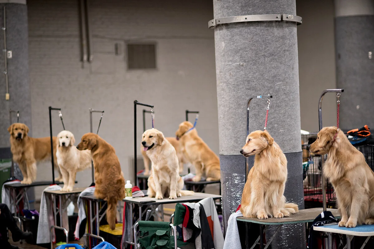 meanwhile, at the dog show