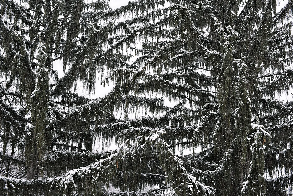 back into the woods