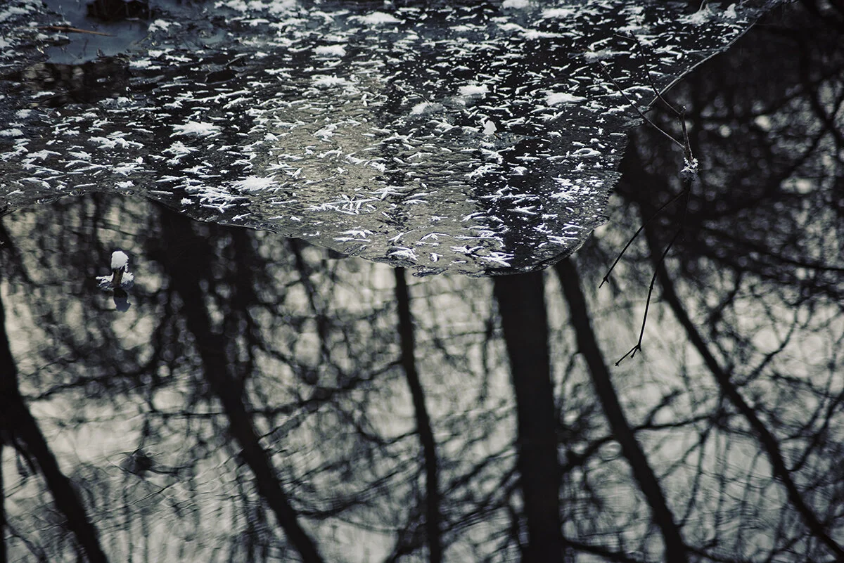 back in the woods