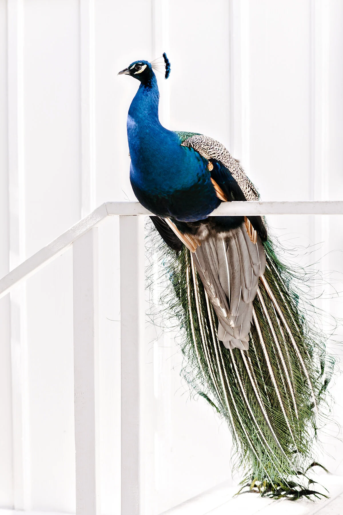 more of the peacocks