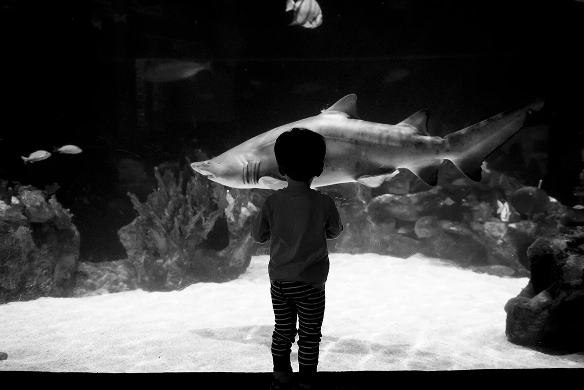 amazed by sharks